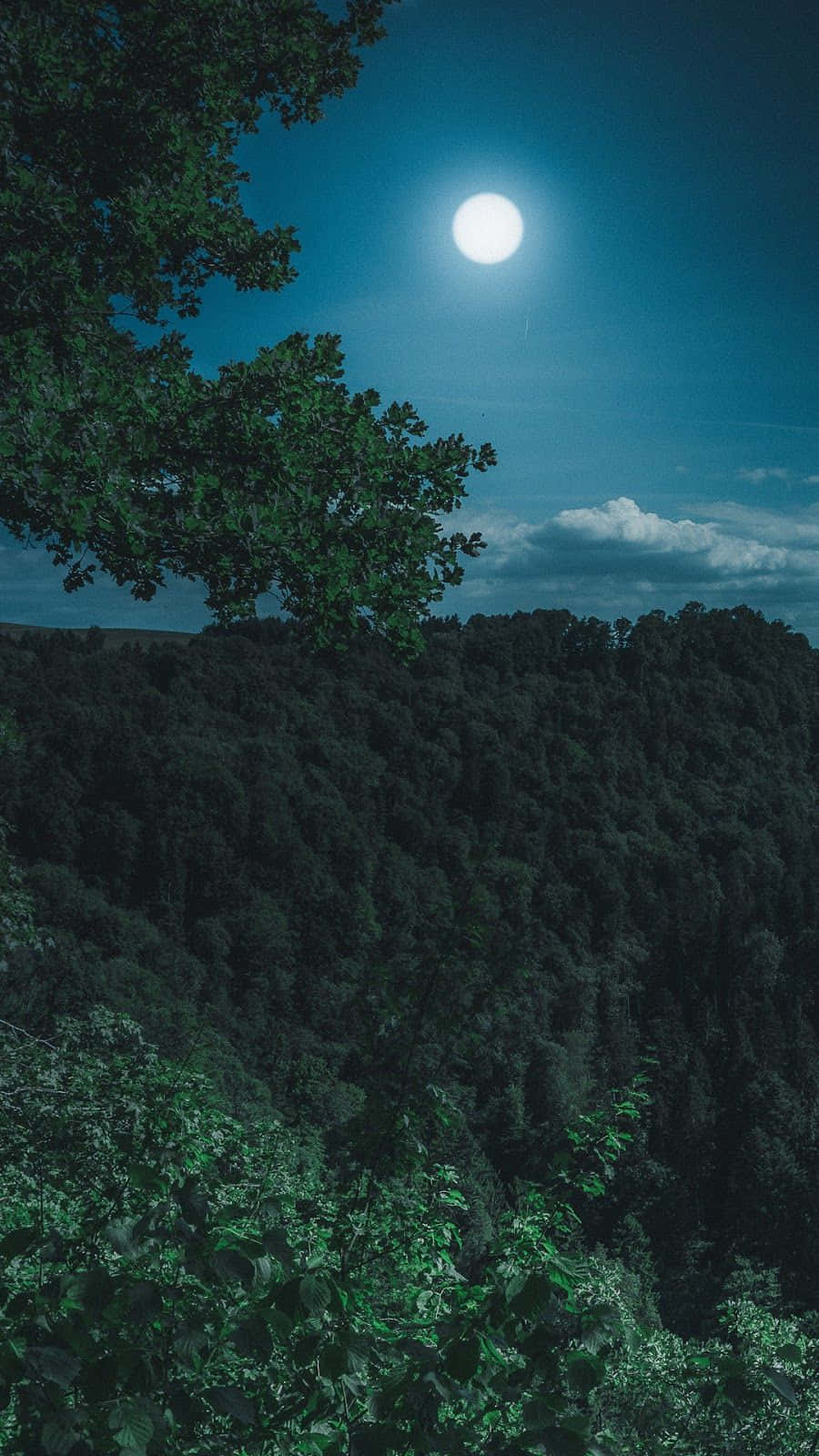 A Full Moon Over A Forest At Night Background