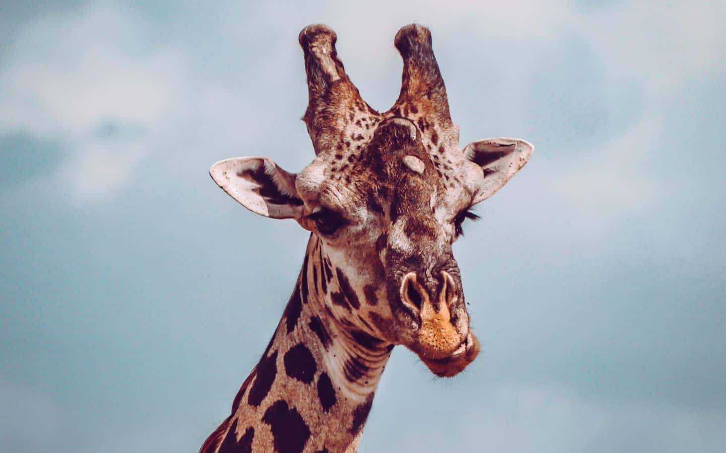 A Funny Giraffe Doing Its Thing Background