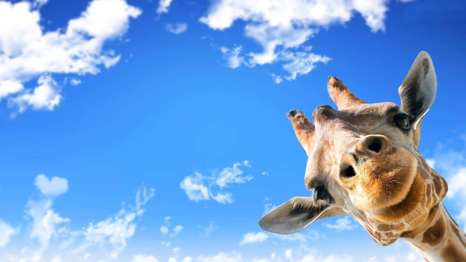 A Funny Giraffe Enjoying Some Delicious Fruit Background