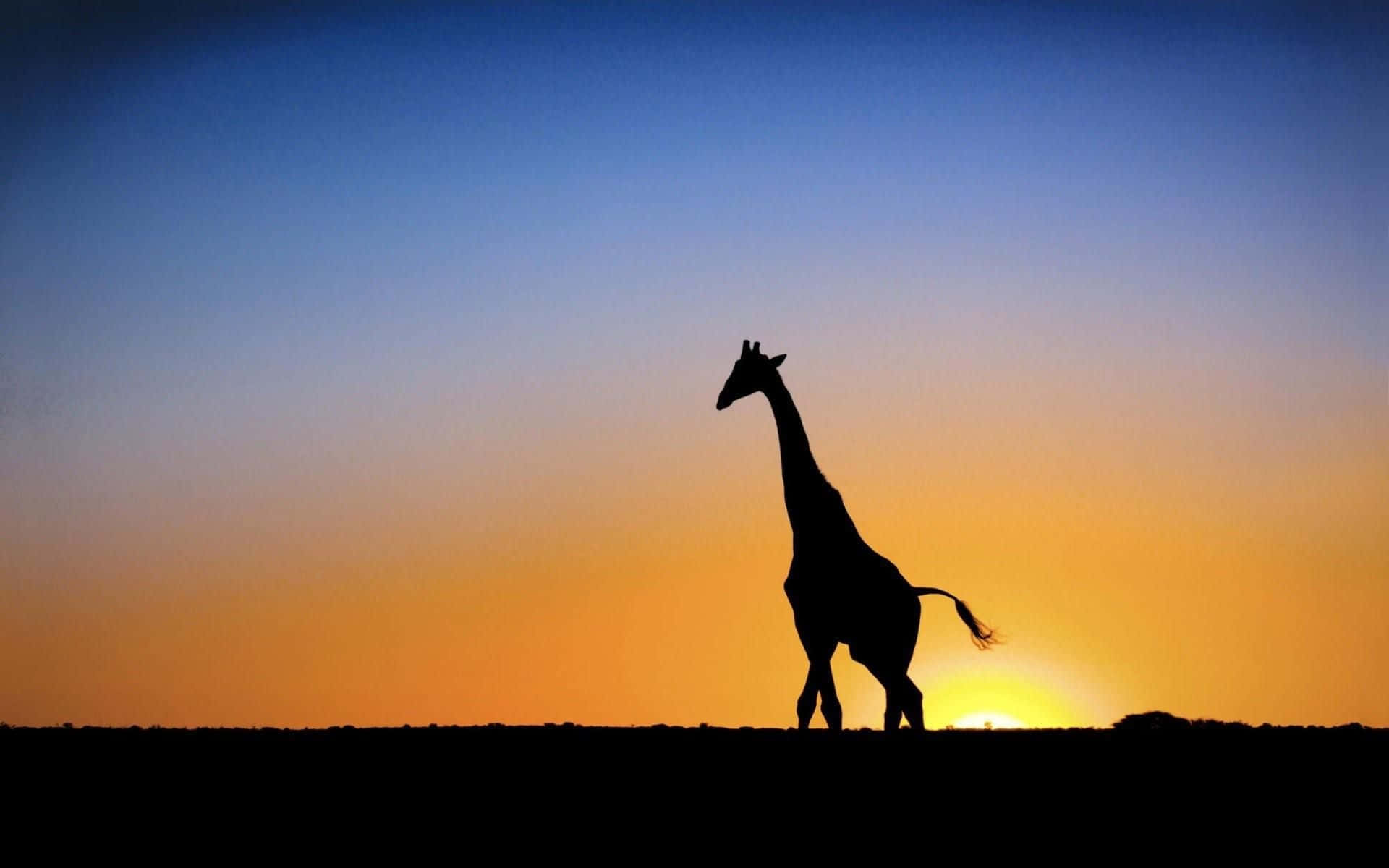 A Funny Giraffe Poses For The Camera Background