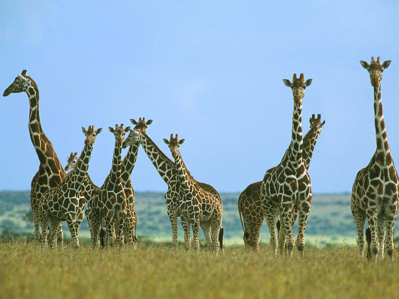 A Funny Giraffe Standing Out In The Crowd Background