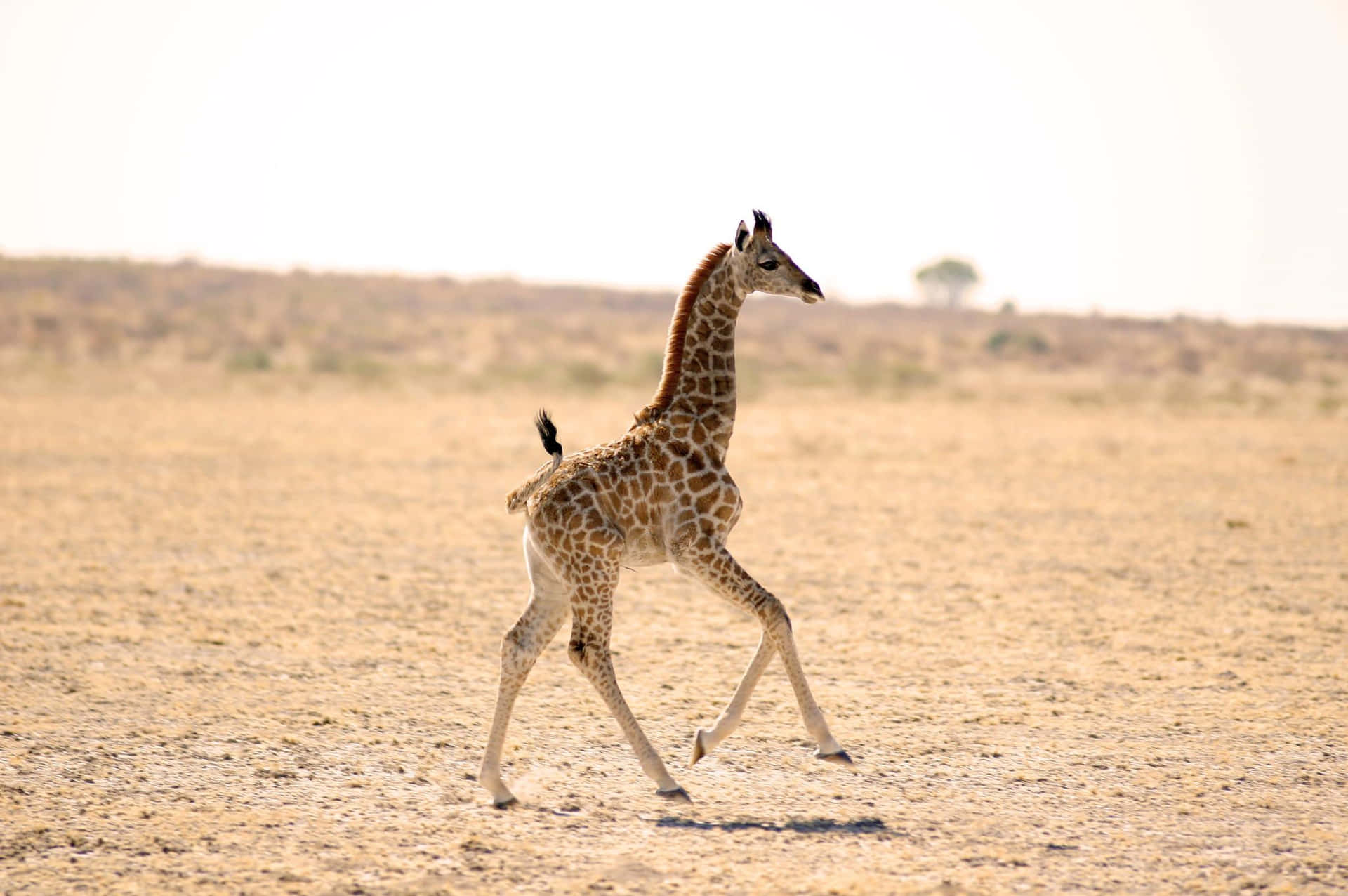 A Funny Giraffe Taking A Look Around Background