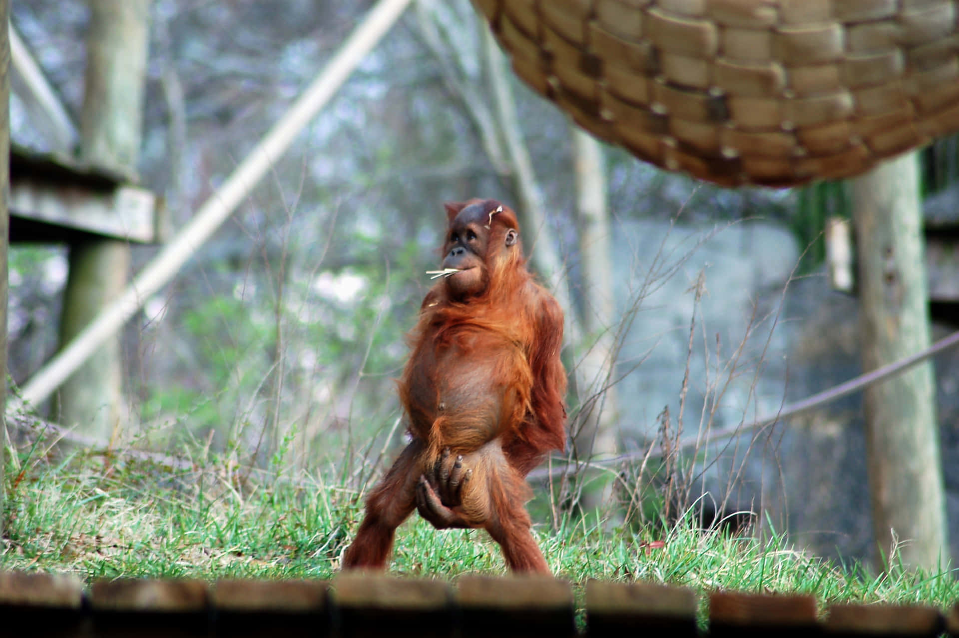 A Funny Orangutan Showcasing Its Long Arms In The Wild. Background