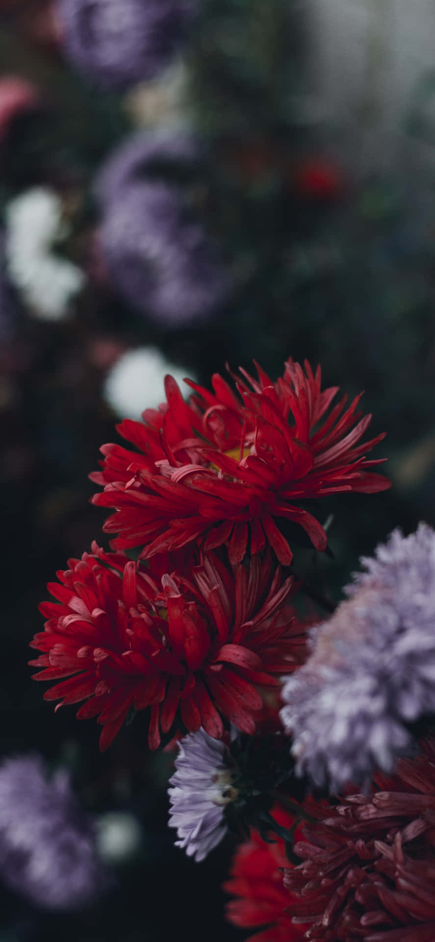 A Garden Full Of Beautiful Flowers, Perfect For The Iphone Background Background