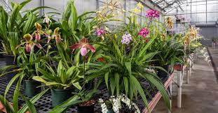 A Garden Of Orchid Flowers