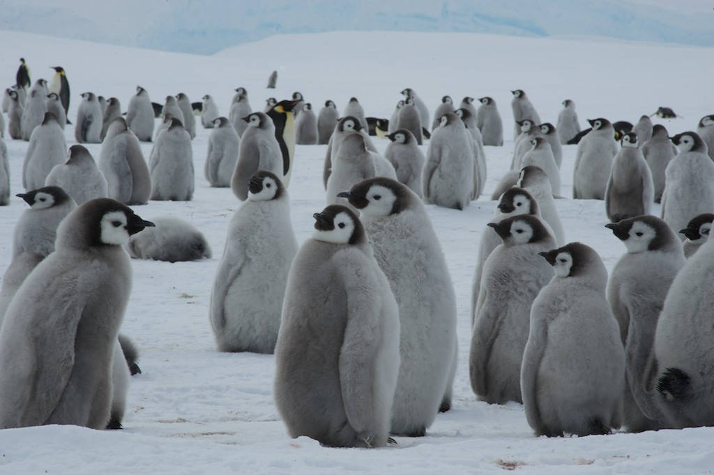 A Gathering Of Baby Penguins In Their Natural Habitat Background