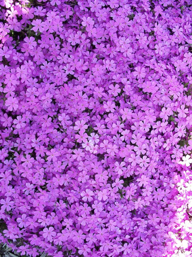 A Gentle Reminder Of Beauty, With A Delicate Aesthetic Purple Flower. Background