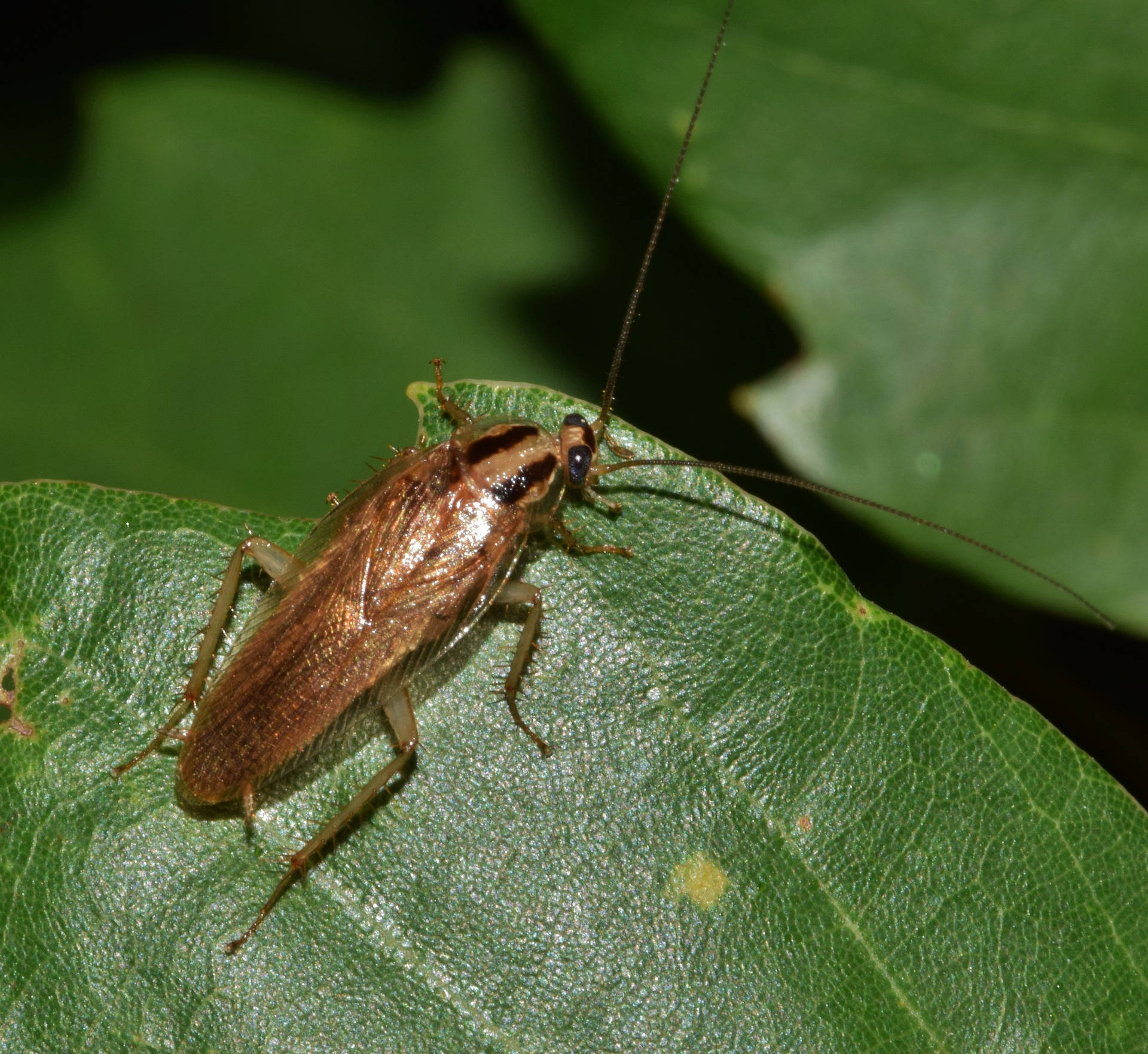 A German Cockroach Feasting On A Leaf Background