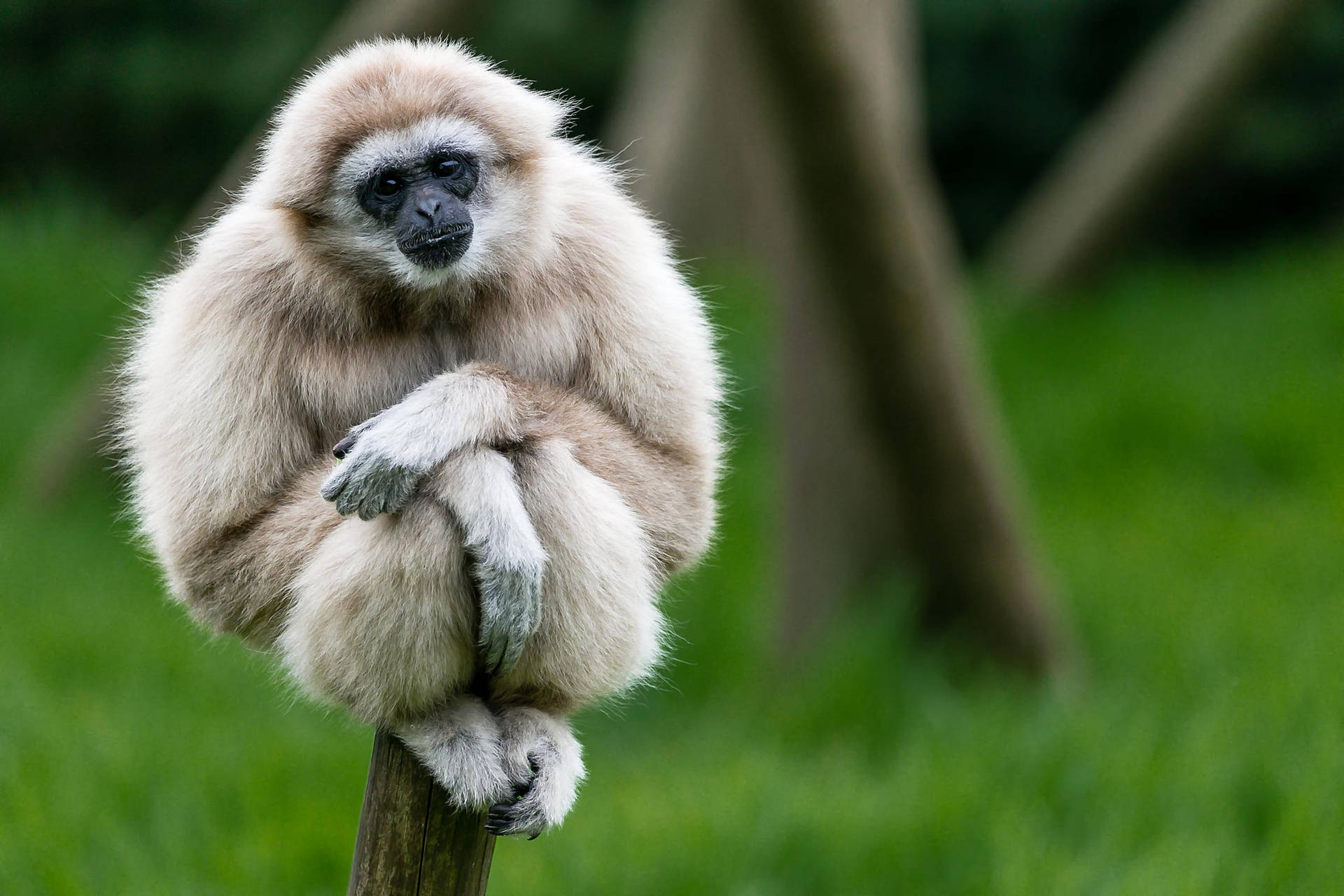 A Gibbon Swinging On A Tree Background