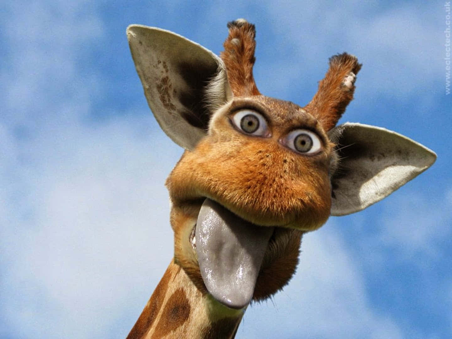 A Giraffe In An Unexpected Situation Background