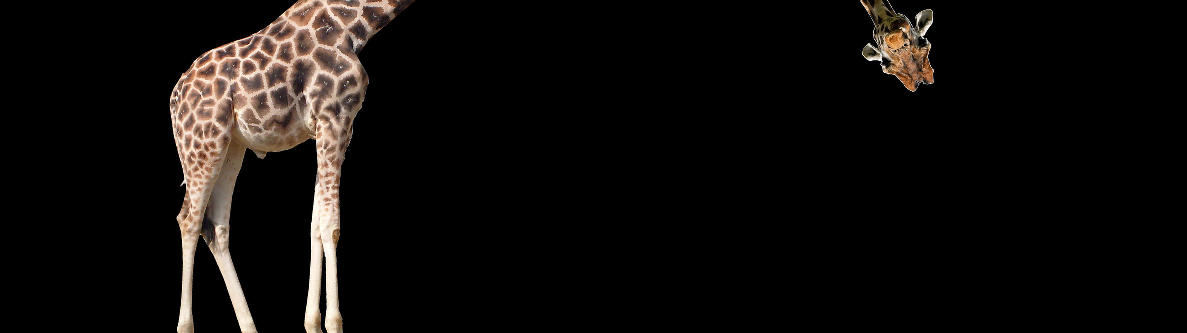 A Giraffe Is Standing In Front Of A Black Background