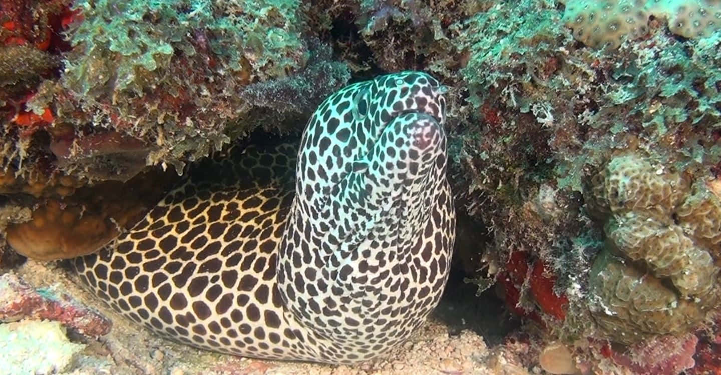 A Glimpse Into The Deep: Majestic Moray Eel Background