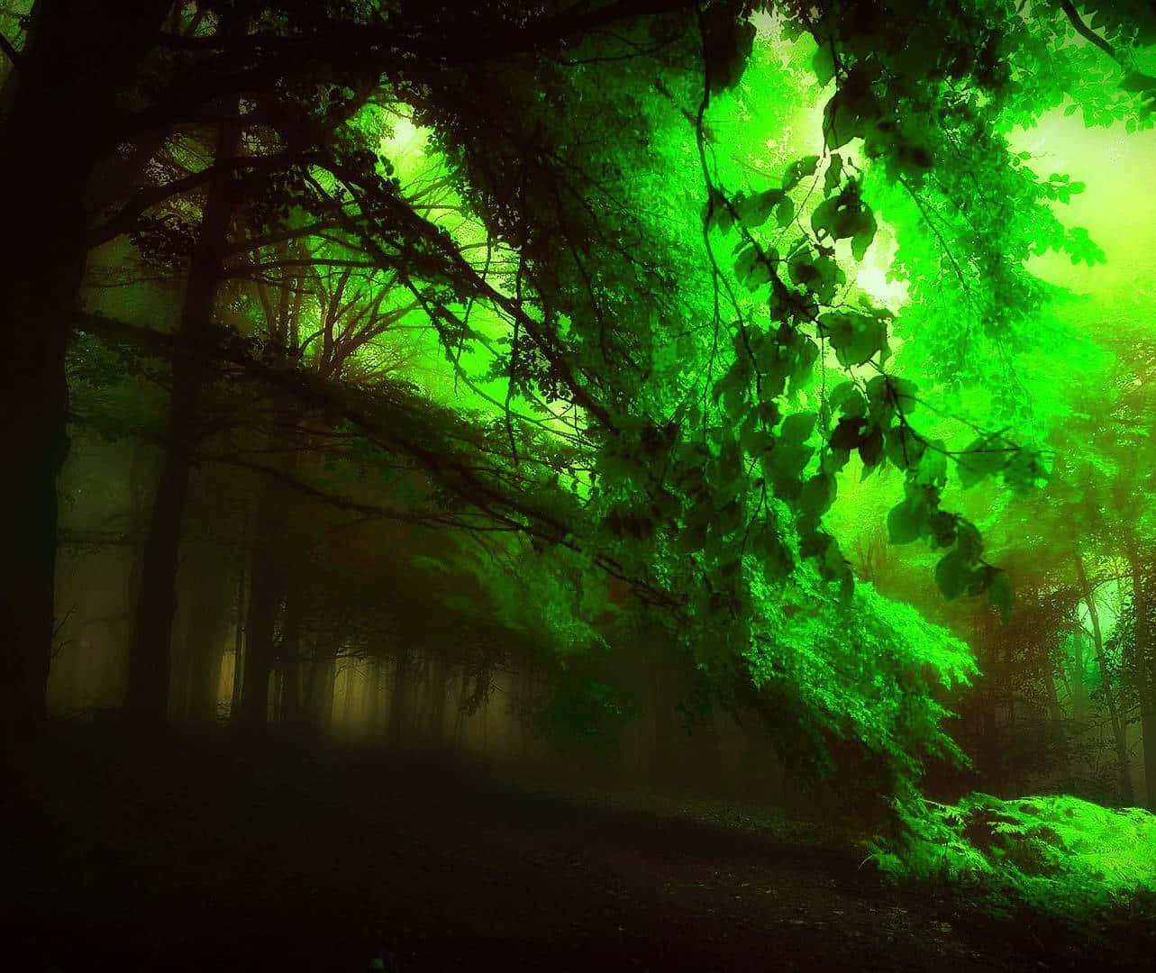 A Glimpse Of The Dark Mysterious Forest Background