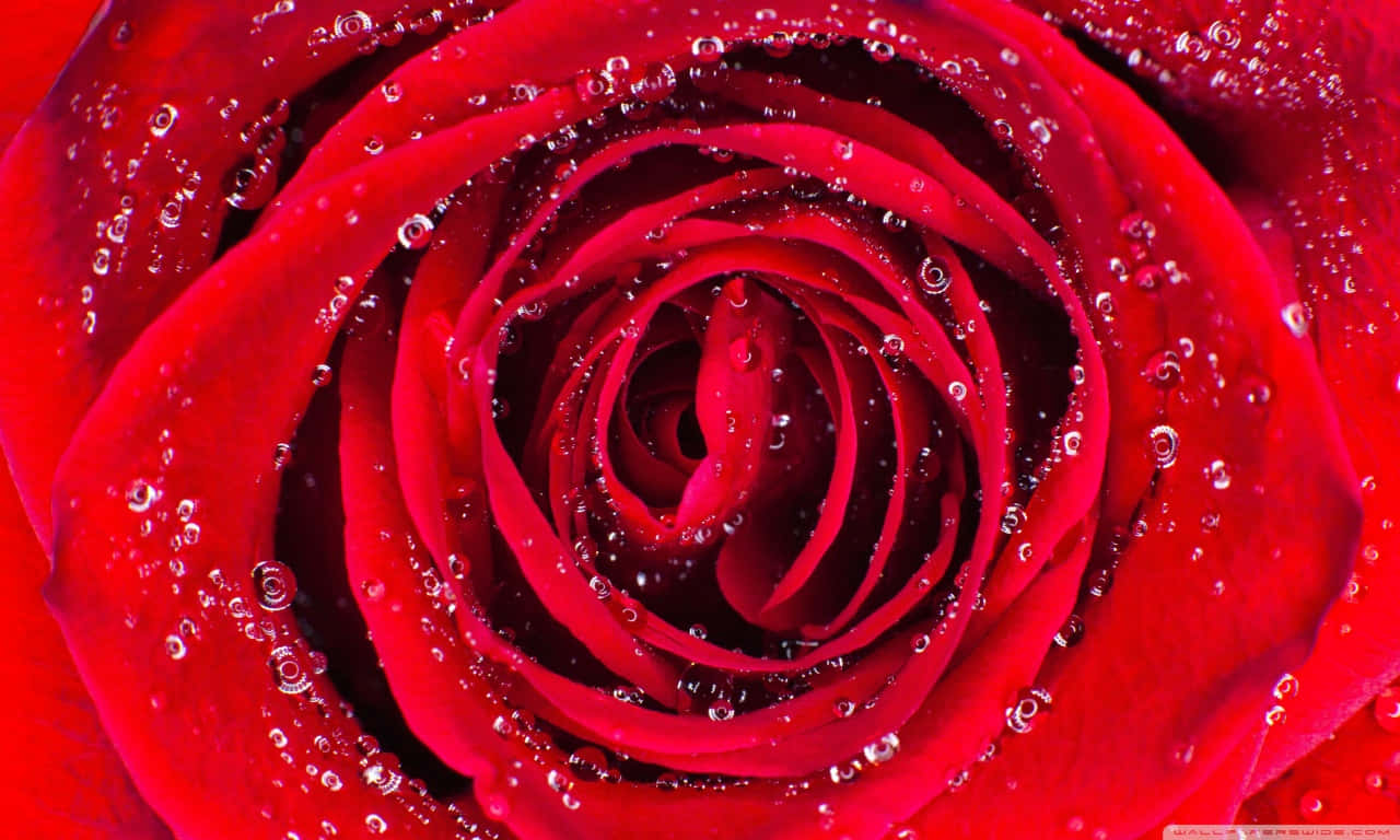 A Glowing Rose In Vibrant Red & Pink Background