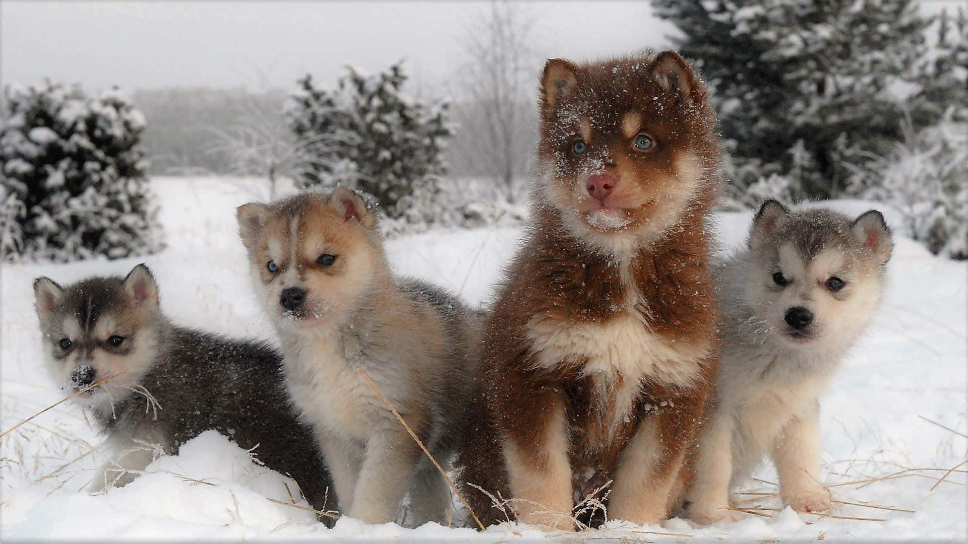A Golden Retriever Enjoys Playing In The Snow. Background