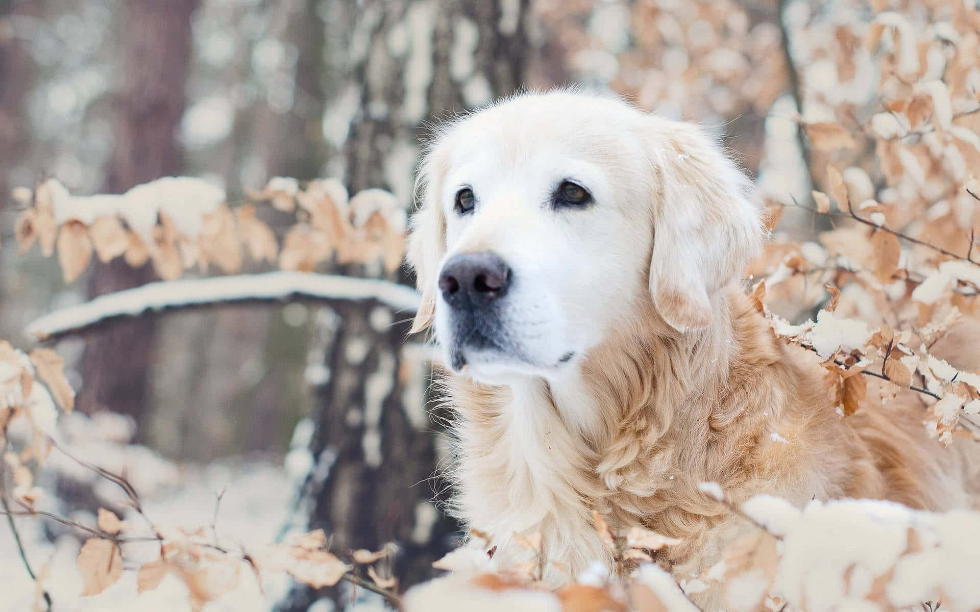 A Golden Retriever Is Standing In The Snow Background