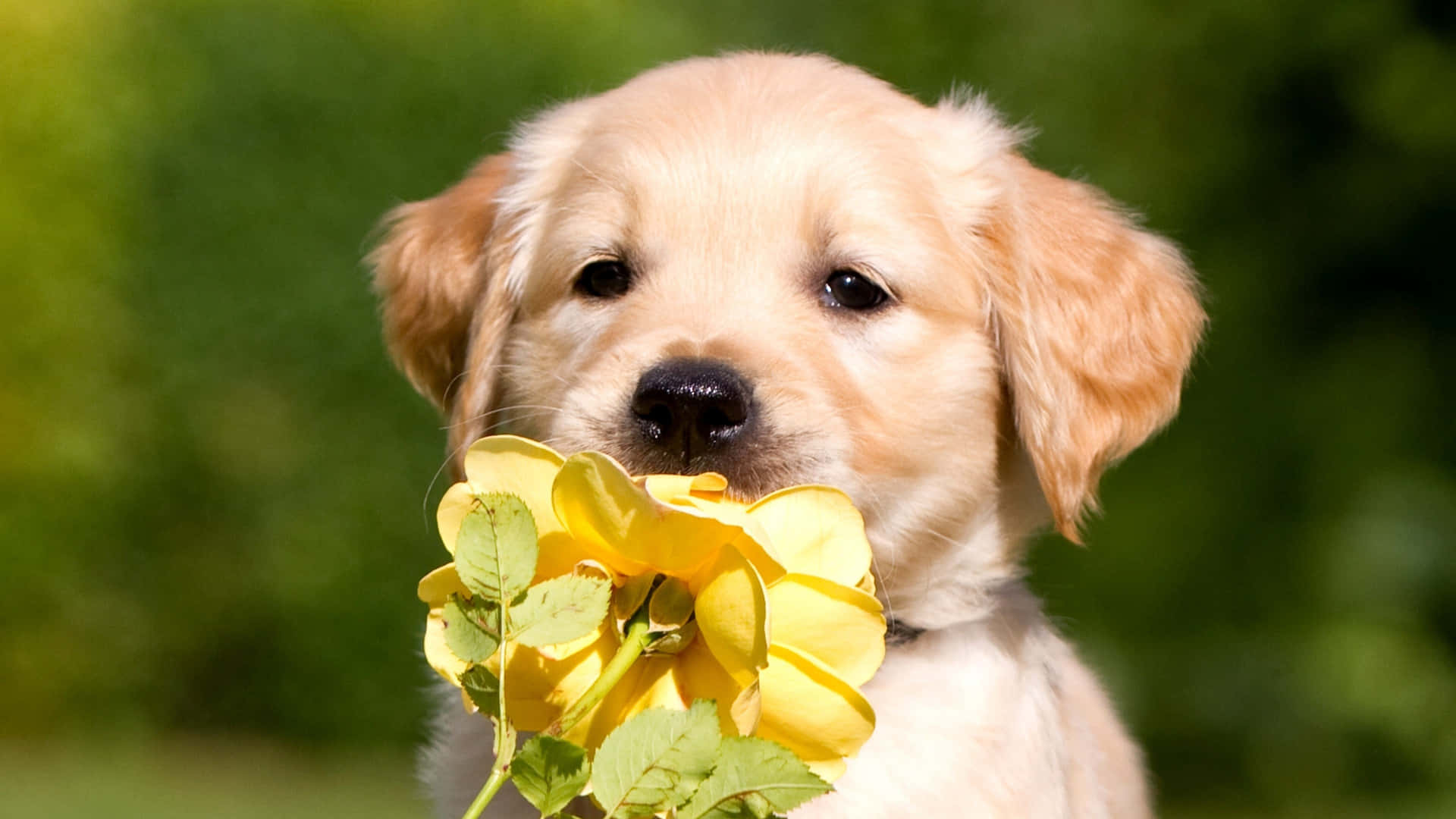 A Golden Retriever Puppy Holding A Yellow Flower
