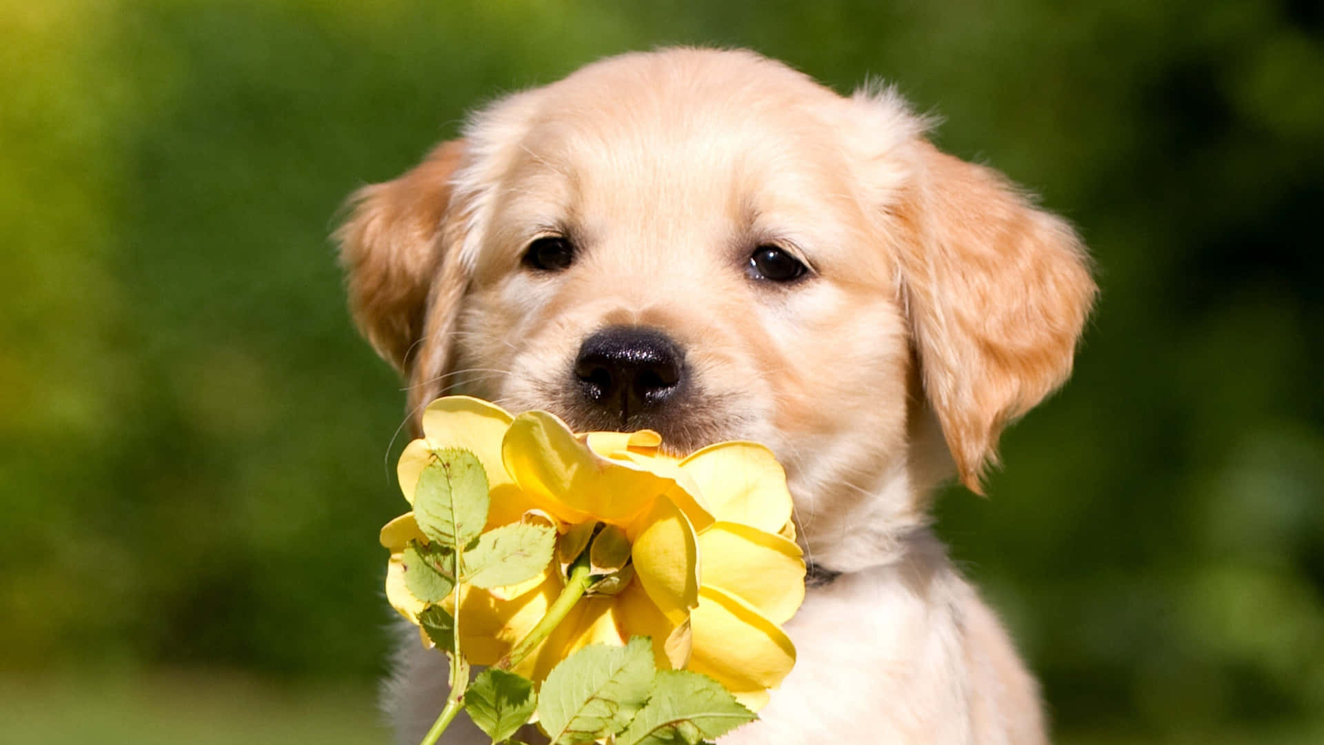 A Golden Retriever Puppy Holding A Yellow Flower Background