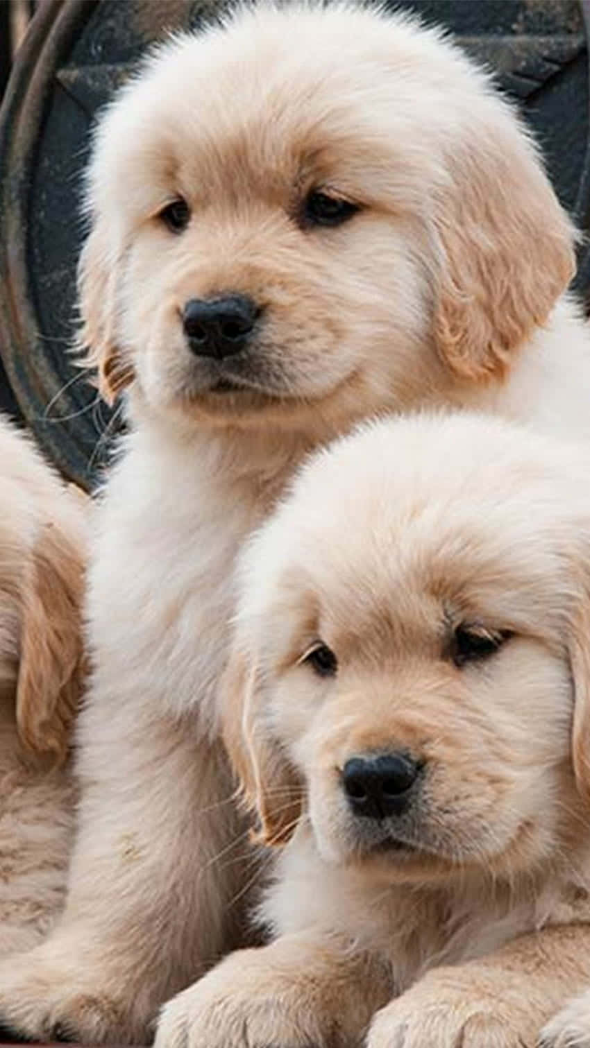A Golden Retriever Puppy Is Giving Hugs And Cuddles. Background