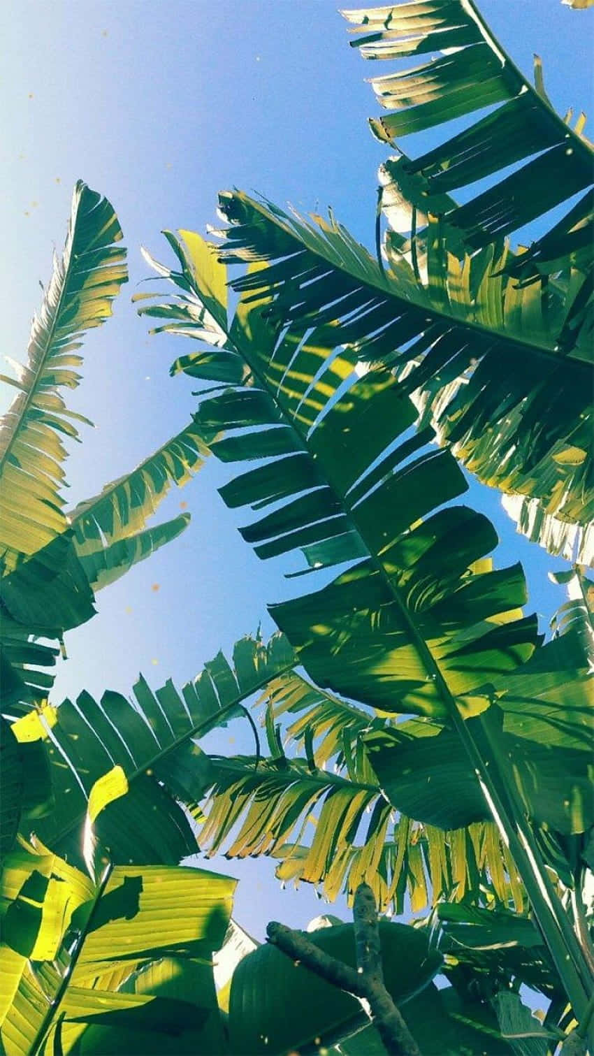 A Gorgeous Arrangement Of Tropical Leaves On A Desktop In The Sun Background