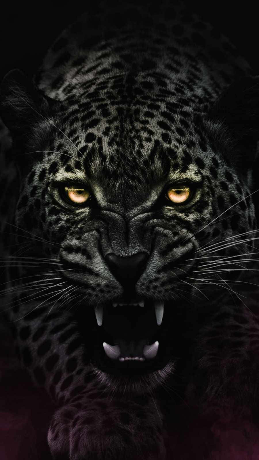 A Gorgeous Black Jaguar Ready To Pounce Background