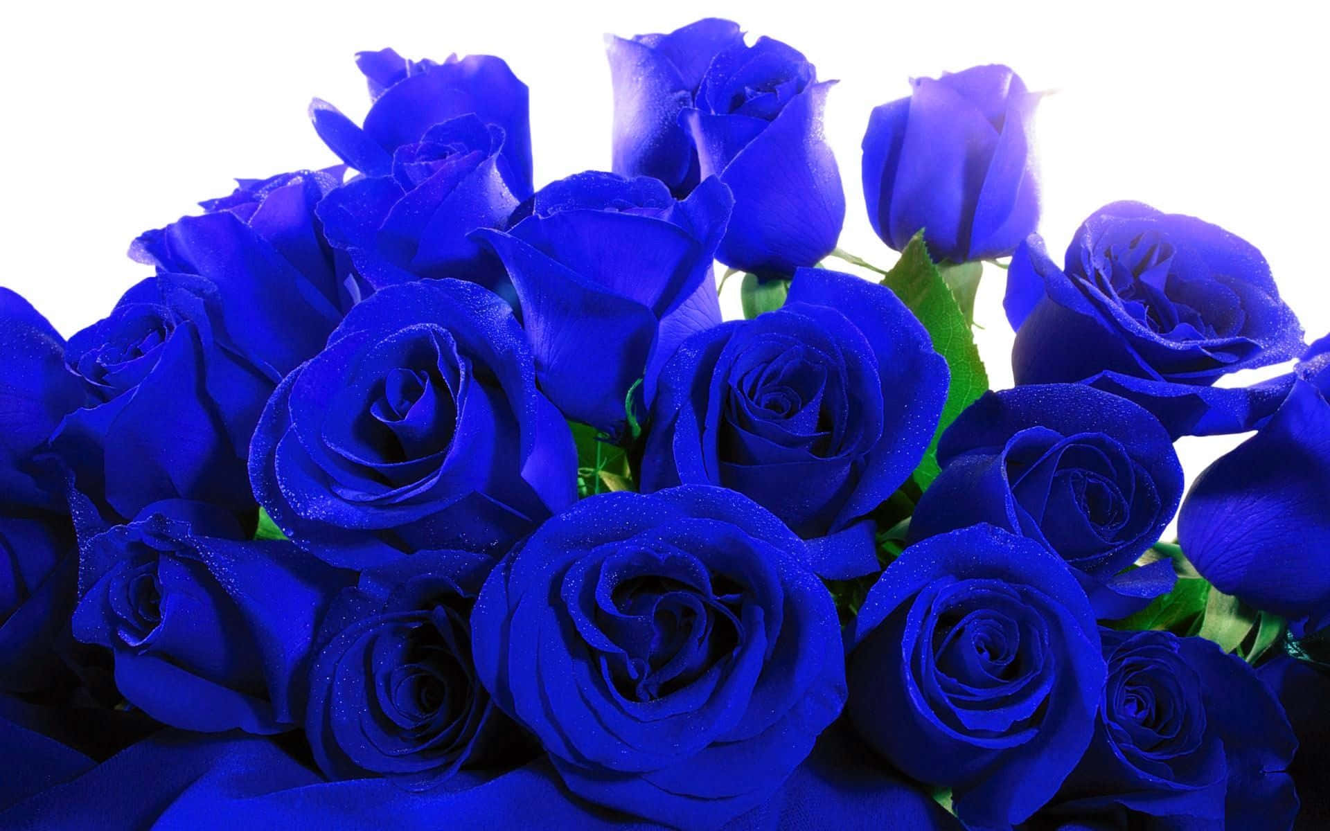 A Gorgeous Blue Rose Standing Vibrant In Front Of A Blurred Background. Background
