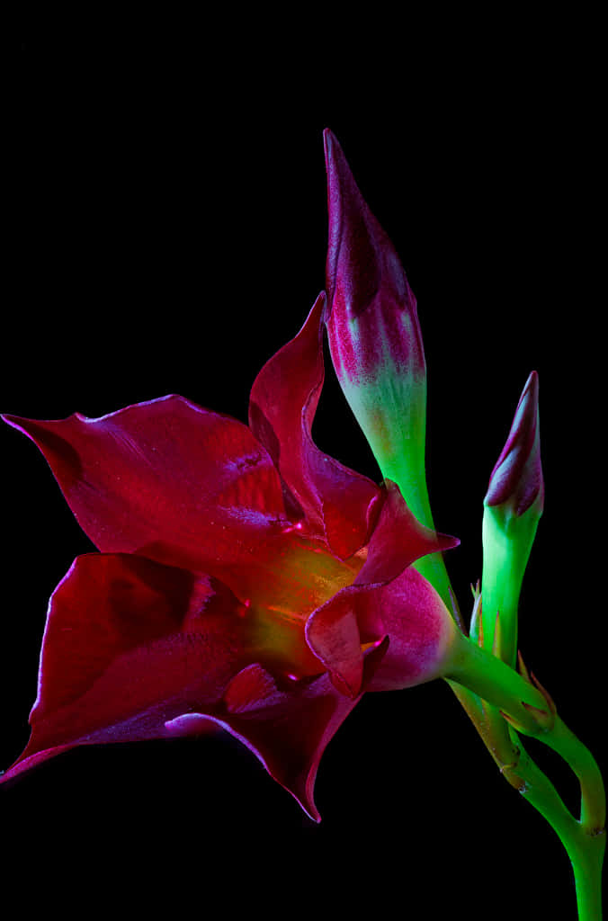 A Gorgeous Burgundy Flower Blooming Against A Creamy Backdrop Background