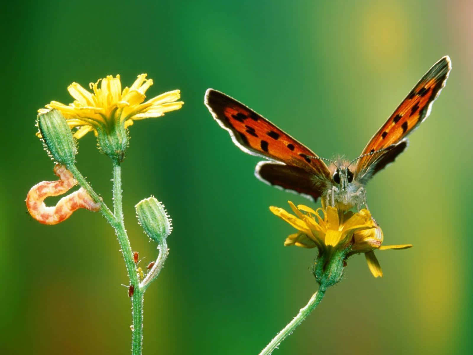 A Gorgeous Butterfly Perched Atop A Computer Screen Background