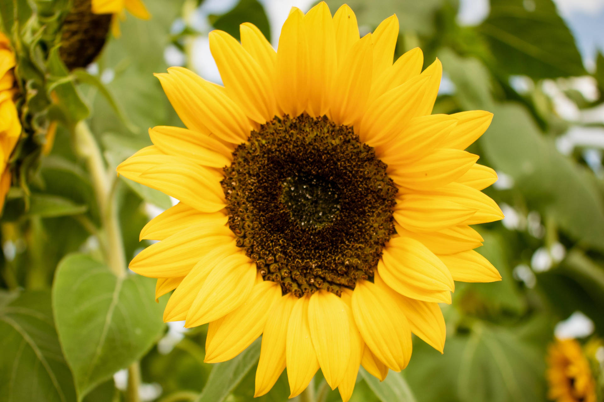 A Gorgeous Combination Of Sunflowers And Roses. Background