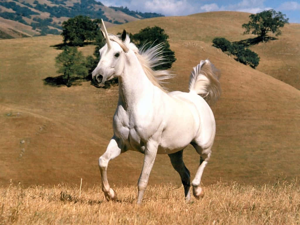 A Gorgeous Real Unicorn In A Landscape Of Vibrant Colors