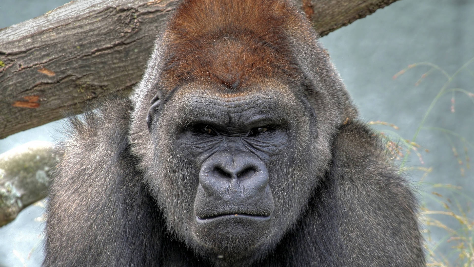 A Gorilla Demonstrates The Power Of Desktop Computing Background