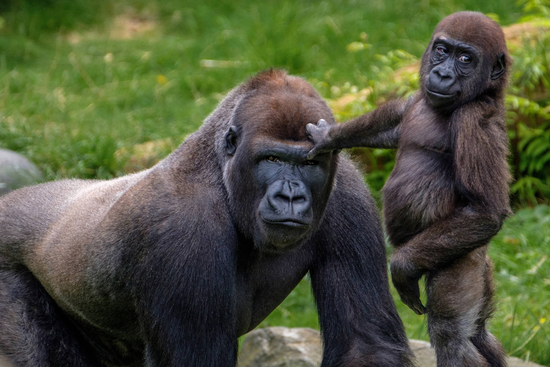 A Gorilla Embracing Technology Background