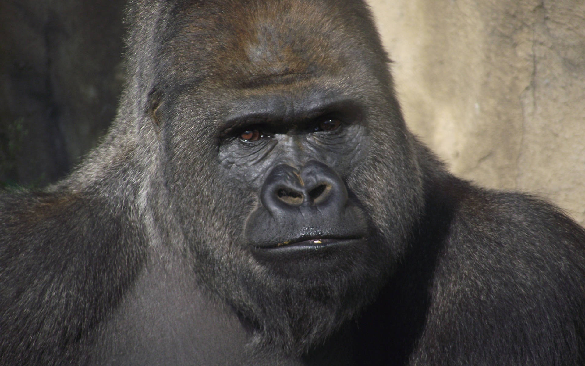 A Gorilla In A Zoo Background