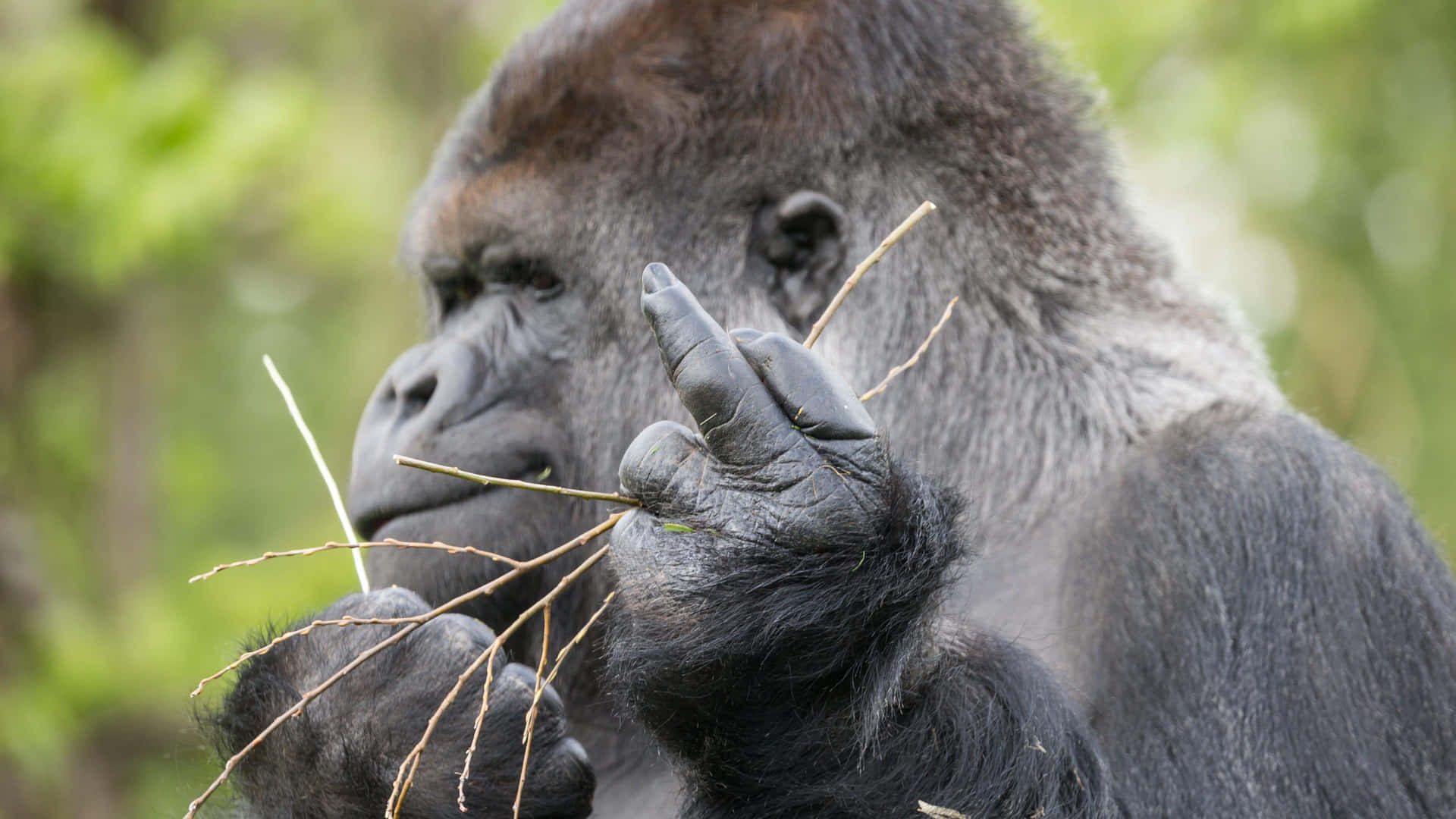 A Gorilla Is Holding A Branch In Its Hand