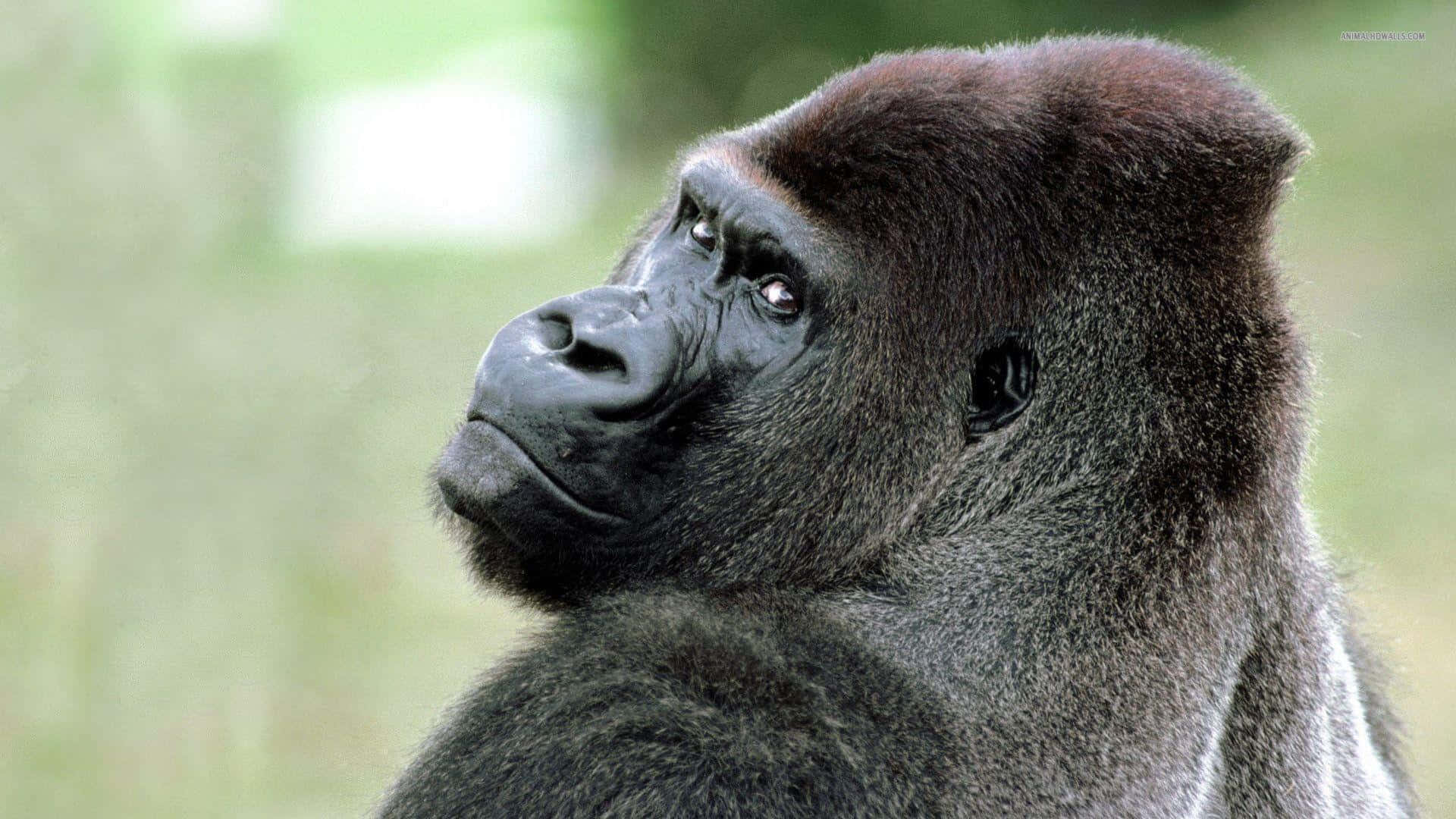 A Gorilla Is Looking At The Camera Background