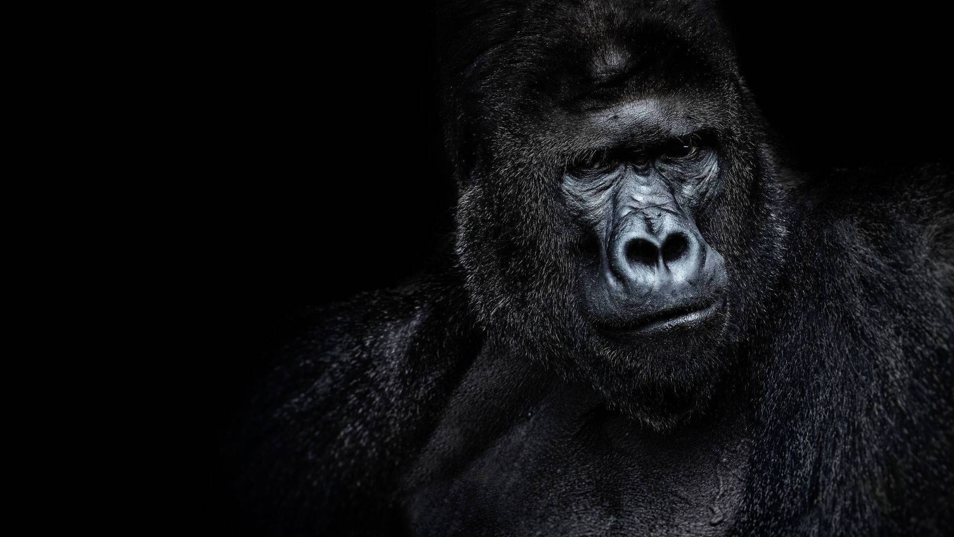 A Gorilla Is Looking At The Camera In A Dark Background Background