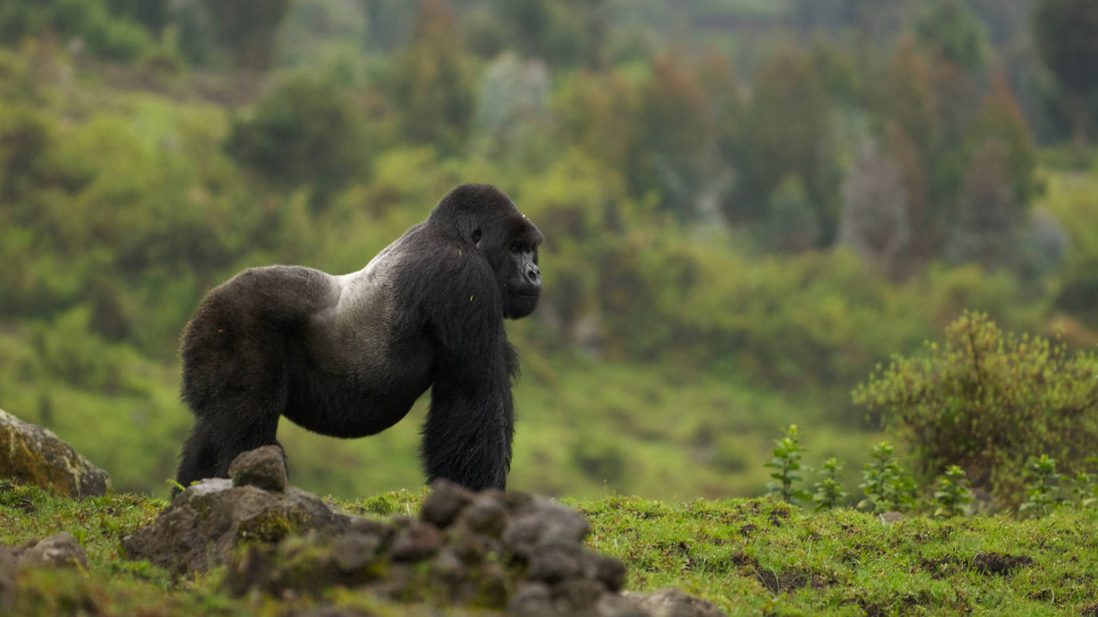 A Gorilla Is Standing On A Green Field Background