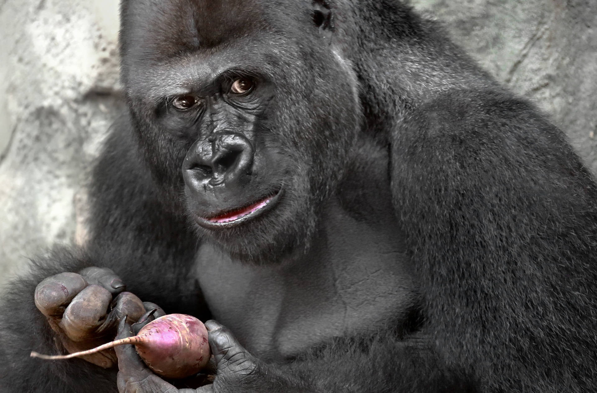 A Gorilla Is Taking A Nap In Its Desktop Environment Background