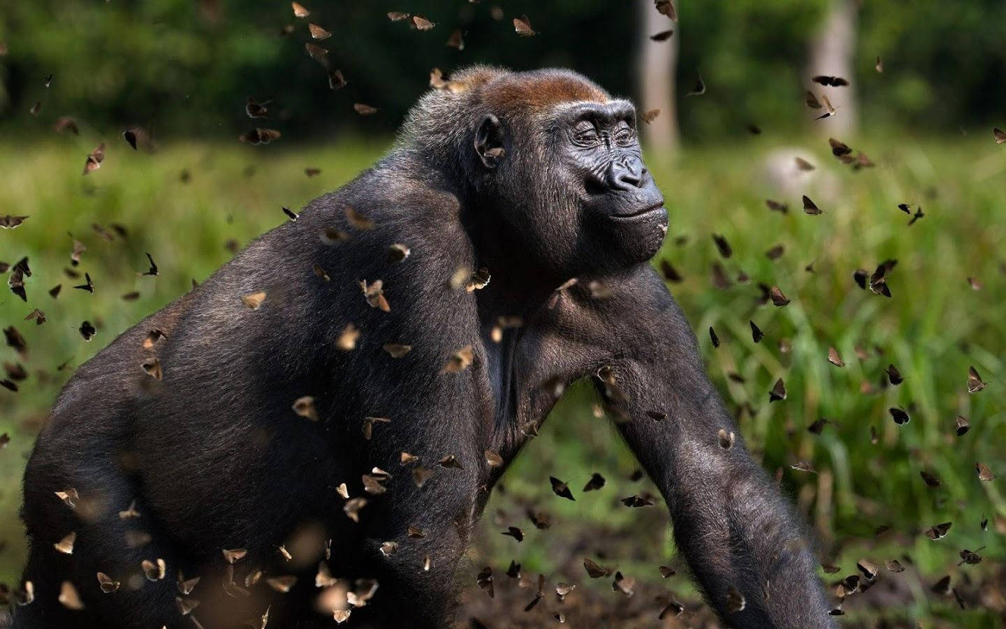 A Gorilla Is Walking Through A Field With Butterflies Background