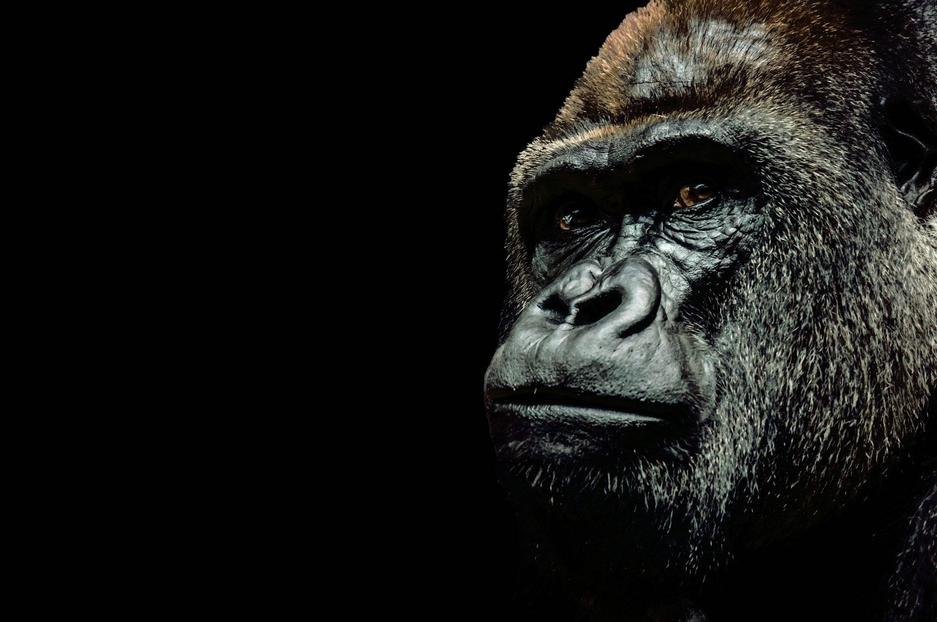 A Gorilla Sitting In Nature Desktop Wallpaper Background