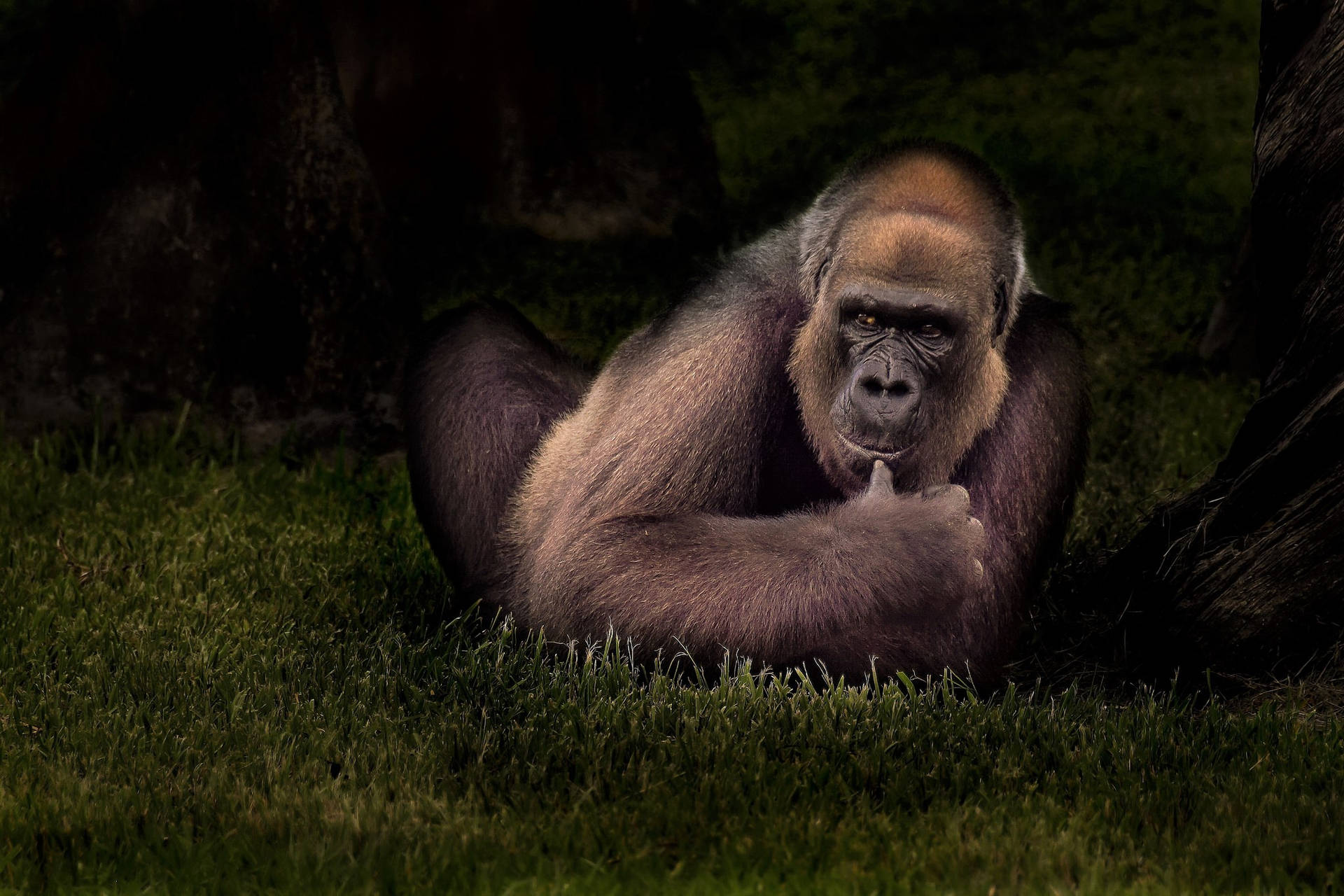 A Gorilla Sitting In The Grass Background