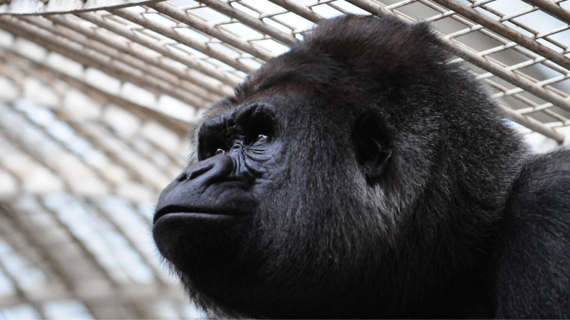 A Gorilla Sitting On A Desktop Background