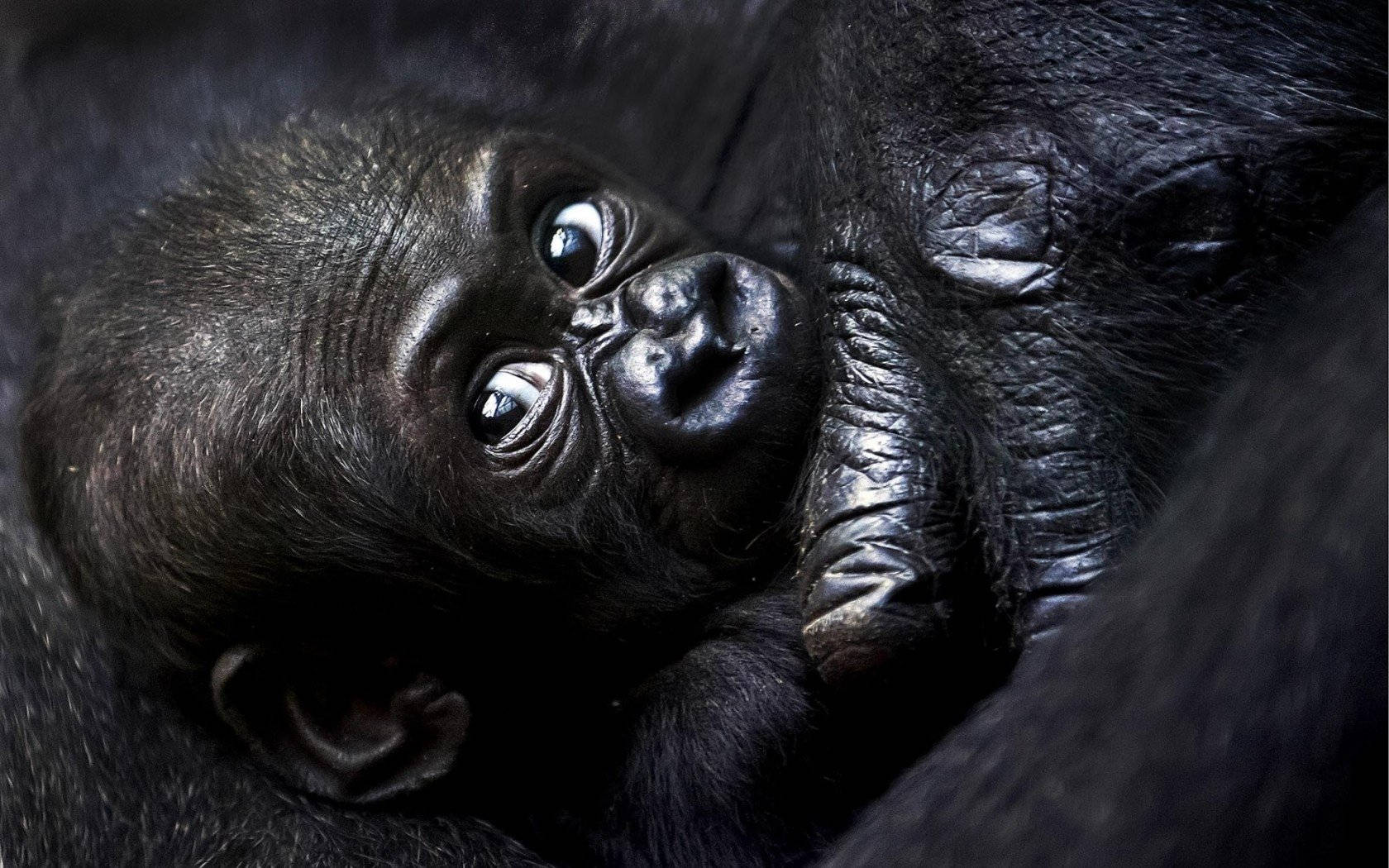 A Gorilla Sitting On A Desktop Background