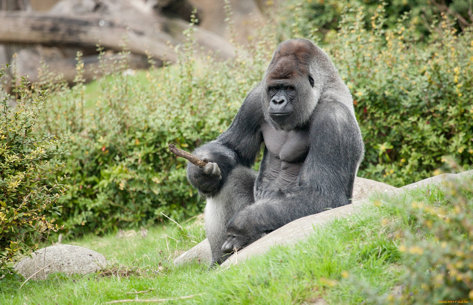 A Gorilla Sitting On A Rock Background