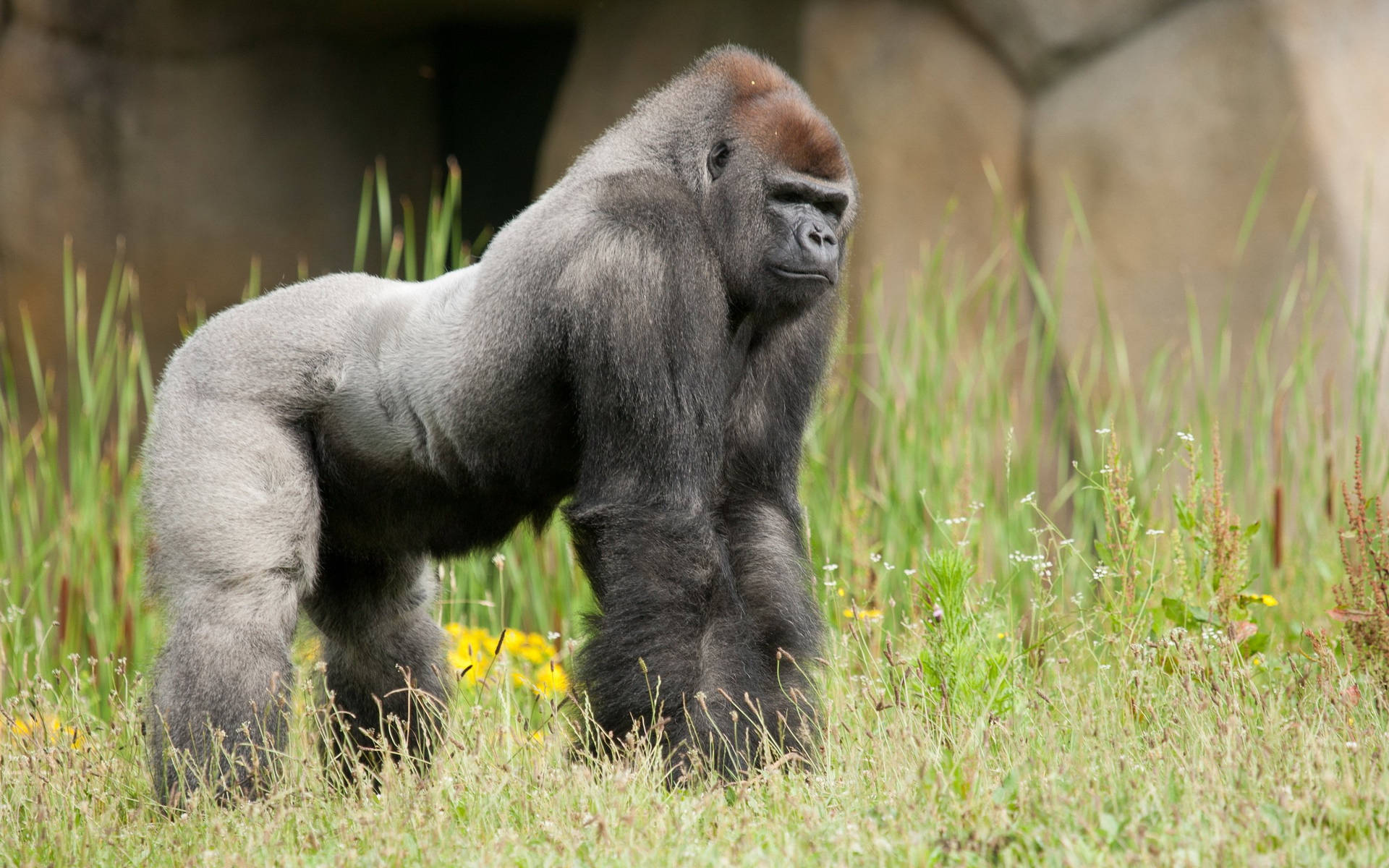 A Gorilla Standing In The Grass Background