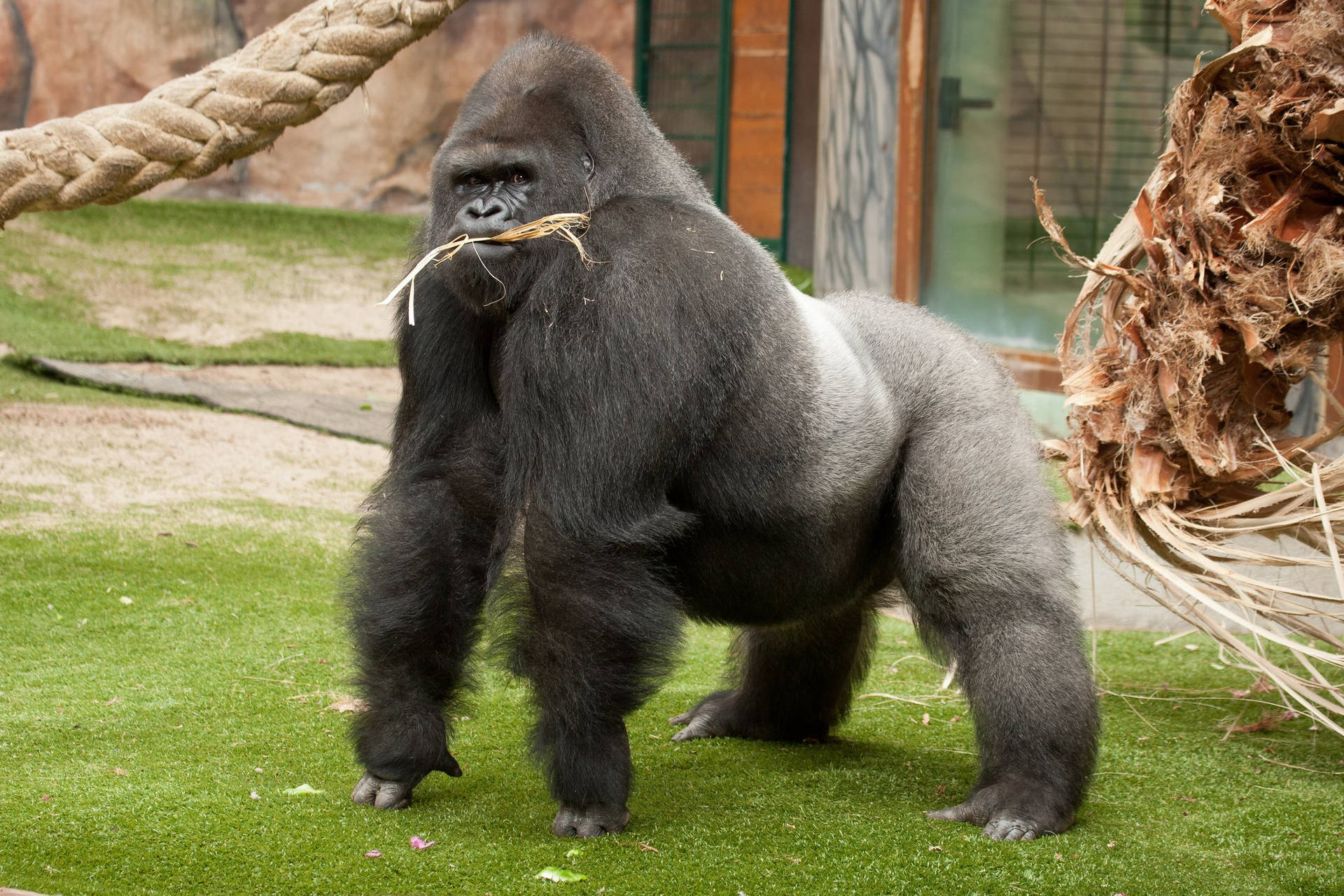 A Gorilla Surveys The Desktop At His Local Library Background