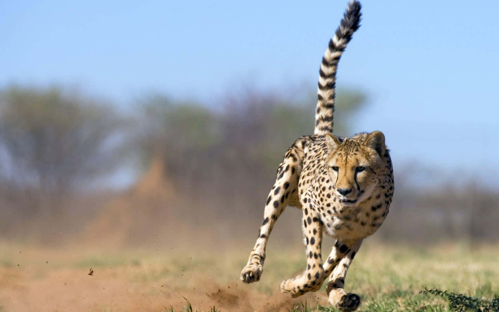 A Graceful Cheetah Running Free Background