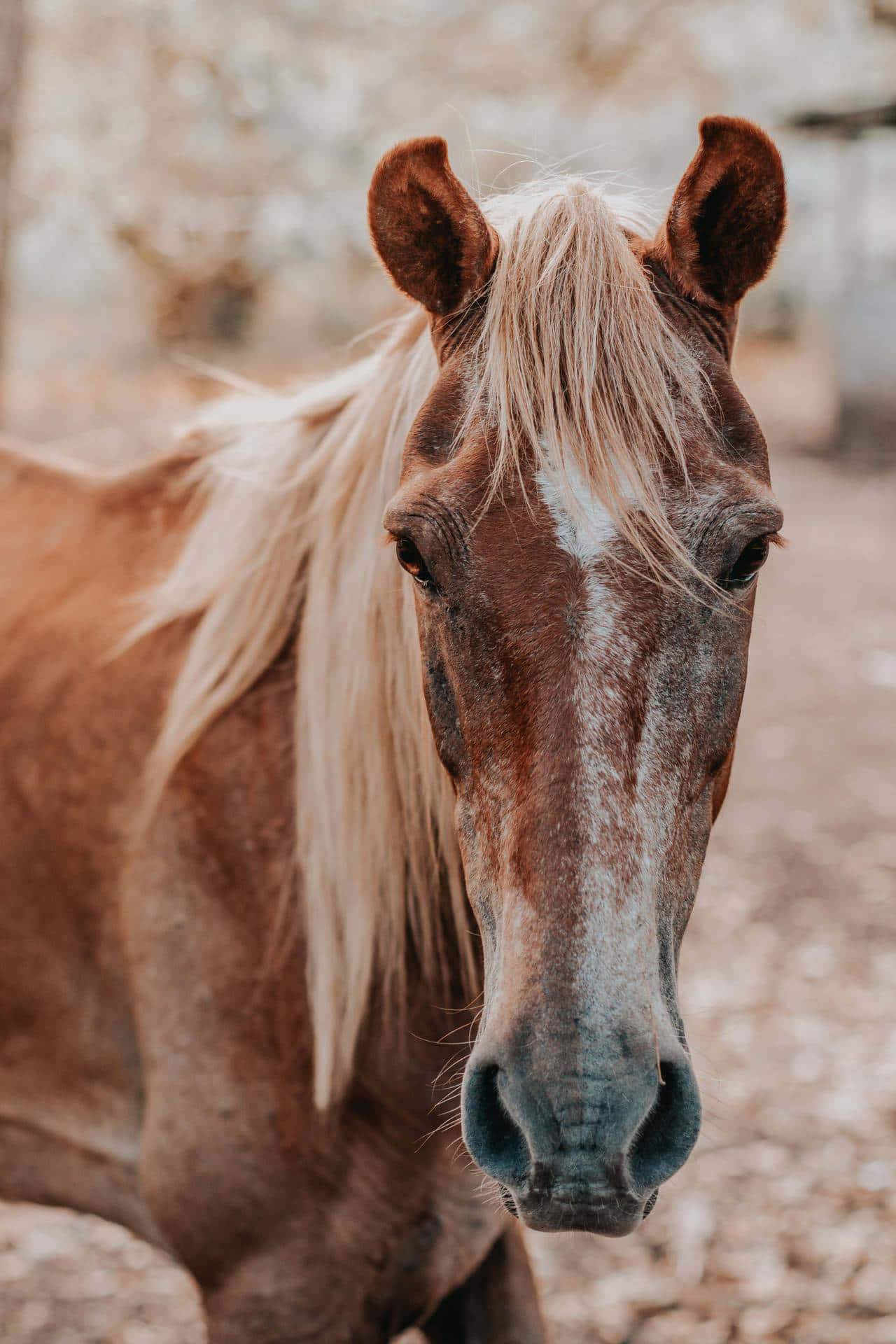 A Graceful, Powerful And Majestic Powerful Horse In The Lush Green Pasture Looking Tranquility. Background