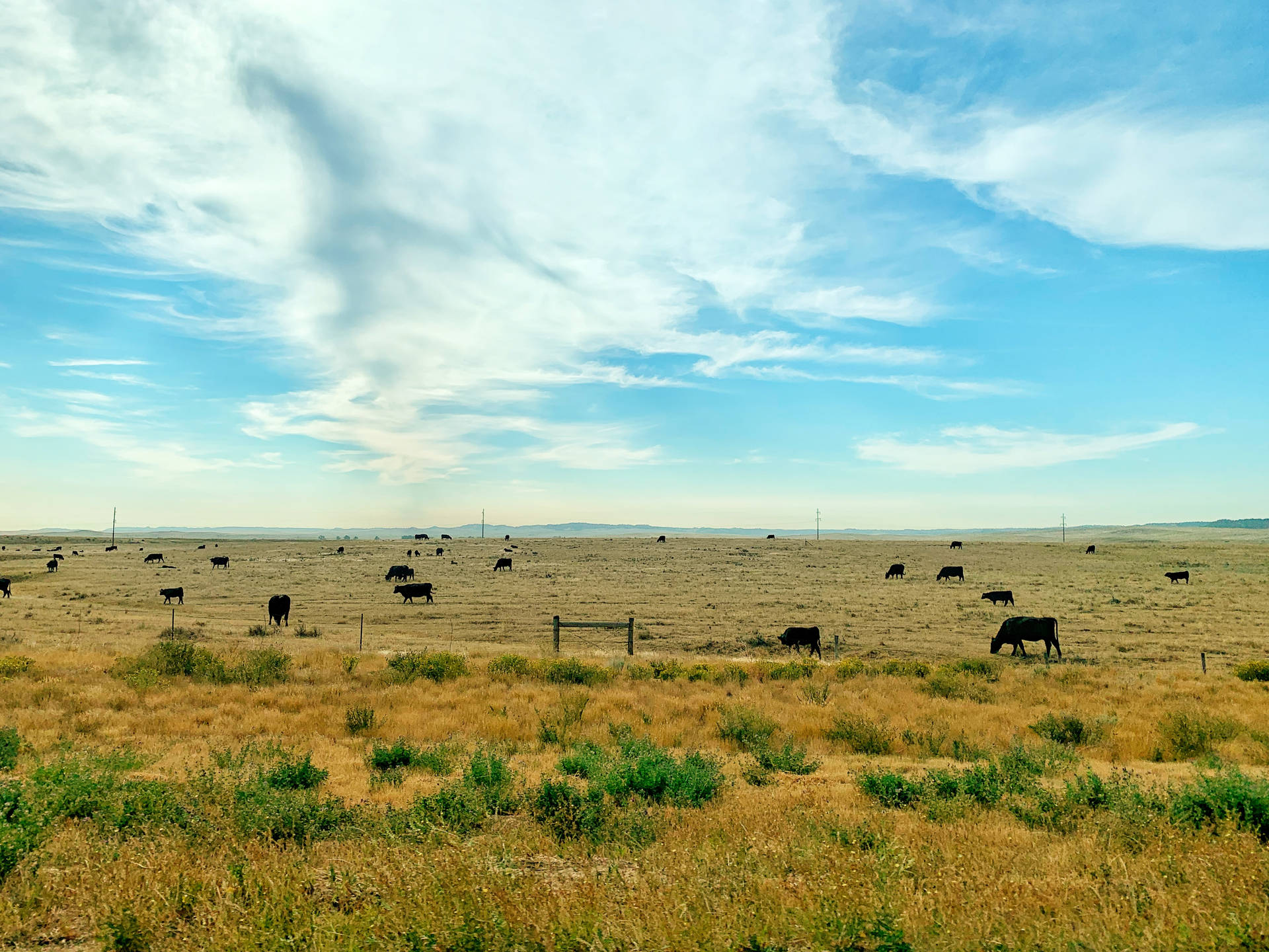 A Grassy Field Of Cute Cows
