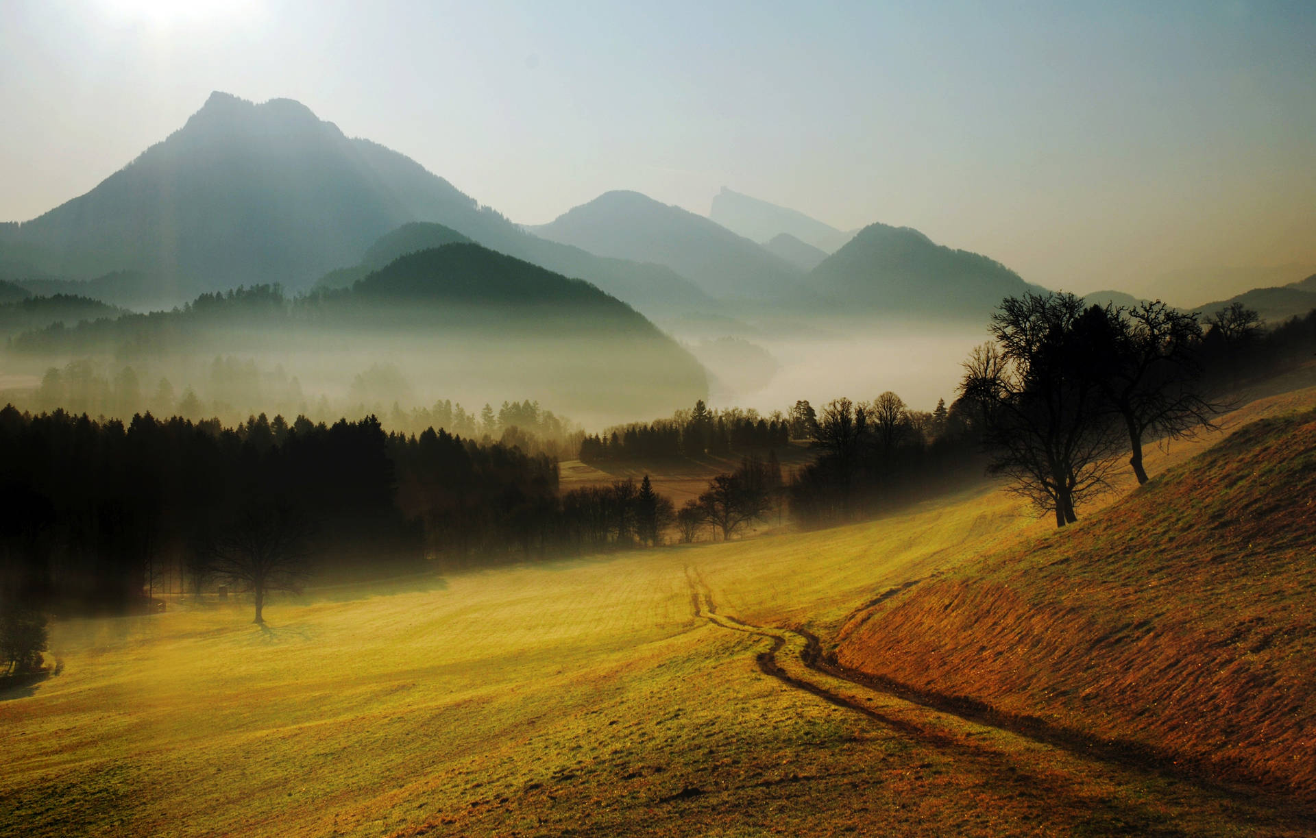 A Grassy Field With Trees Background